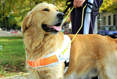 Service Dogs: The Unsung Heroes of Humanity