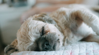 Unlocking Dog Dreams: Canine Nightly Fantasies